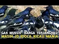 Lagu MASIH JADI KICAUAN PAFORIT KICAU MANIA || STOCK MELIMPAH HARGA MURAH DI PASAR BURUNG PRAMUKA 