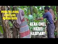 Lagu GARA GARA NANGKA MUDA WANITA KENA MARAH