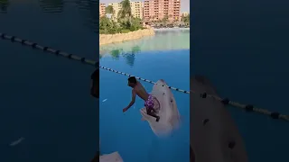 ظهور سمكة قرش عملاقة في حمامات السباحة Baby Shark Shorts 