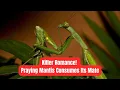 Download Lagu How Strong Is a Praying Mantis? The Shocking TRUTH About Praying Mantis Strength