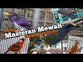 Download Lagu Susah Dicari. 10 jenis Burung masteran mewah, harga bahan 200 ribu hingga jutaan