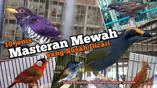 Download Susah Dicari. 10 jenis Burung masteran mewah, harga bahan 200 ribu hingga jutaan MP3