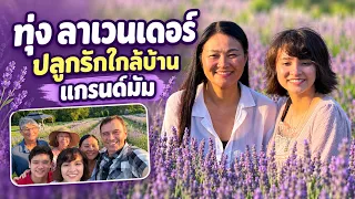 ทุ่งลาเวนเดอร์ปลูกรักใกล้บ้านแกรนด์มัมแค่ 3 นาทีถึง 