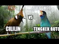 Download Lagu TENGKEK BUTO PANJANG VS CILILIN PANJANG JEDA 20 DETIK