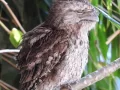 Download Lagu Tawny Frogmouth - panggilan