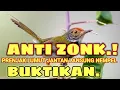 Download Lagu suara pikat prenjak lumut paling ampuh