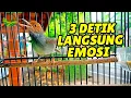 Download Lagu TERAPI SUARA PRENJAK KEPALA MERAH GACOR 1 JAM TANPA IKLAN AGAR PRENJAK RAJIN BUNYI