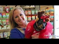 Keep Your Pets Safe During the Holidays