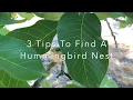Cara Menemukan Sarang Burung Kolibri