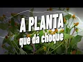 Lagu JAMBU - Documentário completo - Guia da Floresta