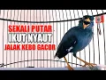 Download Lagu JALAK KEBO GACOR MANGGUT2 SEKALI PUTAR SEKETIKA NYAUT SEMUA JALAK YG DENGAR PANCINGAN JALAK KEBO INI