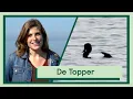 Download Lagu De topper en de kuifeend | Uitvogelen met Camilla