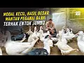 Download Lagu Modal Kecil, Hasil Besar! Mantan Pegawai Bank Sukses Ternak Entok Jumbo