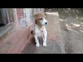Download Lagu Dog Puppy-Cute Barking