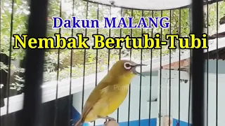 Download Dakun Malang Gacor, Nembak Panjang Bertubi-tubi MP3