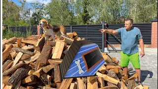 ШЕРЛОК И КУЧА ДРОВ. ХИТРЫЙ ПЛАН. БРОС ШОУ ПЕТ