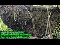Lagu Sarang Begitu Rendah,Bisa Sambil Tidur Motong Madunya    #bee#hutan#honey#lebah#alam#panenmaduhutan 