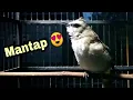Download Lagu Suara Burung Trucukan Ngropel