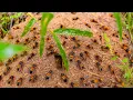 Download Lagu This wasp's nest is the biggest and most magnificent. #Little hunter looking for food #Wasp's nes...