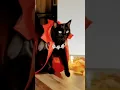 Dracula queen cosplay into black cat 😝😝😝 #blackcat #cat #shorts