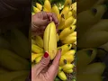 Download Lagu Banana Fruit From Indonesia #banana