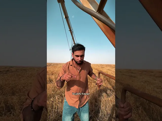 ⁣حنطة مزارع الساقي بعد الحصاد… وين تروح؟