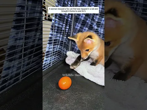 A woman rescued a fox cub that was trapped in a net and brought it home to care for it.
