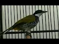 Download Lagu SUARA BURUNG CUCAK BERSISIK