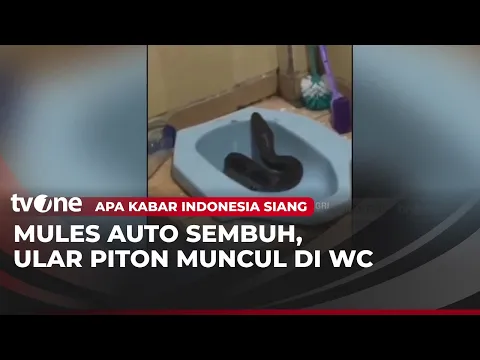 Ular Piton Besar Muncul dari Lubang Kloset Rumah Kos di Bekasi