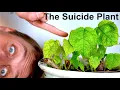 I Touched the Worlds Most Painful Plant - Gympie Gympie The Suicide Plant