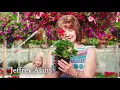 Jeffrey Alans Big Pop-Up Garden Center