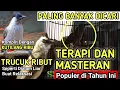 Suara TERAPI dan MASTERAN TRUCUKAN Sangat Populer Paling Banyak Dicari Agar TRUCUK Gacor dan Ropel