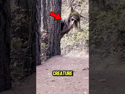 Don’t Litter in This Forest… Something Is Watching 👀🌲