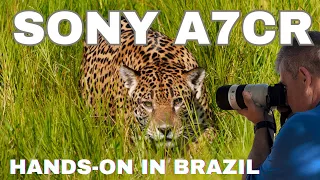 Download Sony a7cR - Hands On Review From Brazil Safari - Best Travel Camera, Here's Why MP3