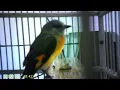 Download Lagu Burung sepah kecil jantan Burung Mantenan