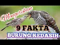 Download Lagu 🔴SANGAT MENGERIKAN ||9 FAKTA BURUNG KEDASIH #cuckoo