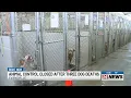 Dog deaths at Evansville Animal Control spur temporary closure