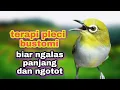 Terapi Pancingan Pleci Bustomi Biar Ngalas Panjang Dan Ngotot