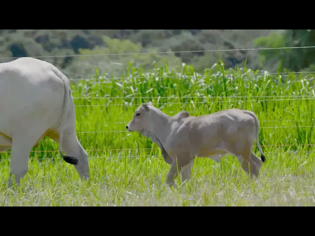 Matriz Nelore RDM - A6956