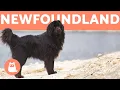 NEWFOUNDLAND DOG - Profile of a Hero Breed