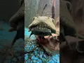 Lagu Plecos SUCK