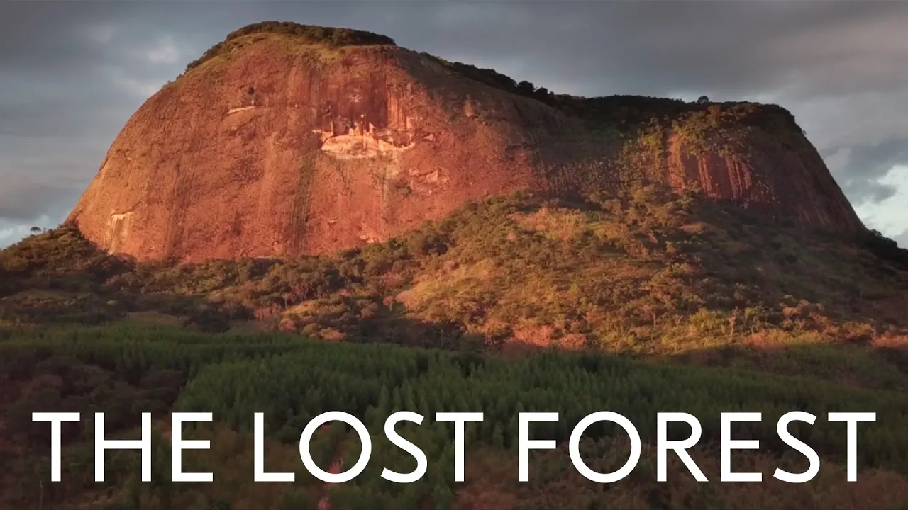The Lost Forest documentary thumbnail