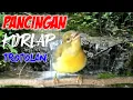 Download Lagu Pancingan Kolibri Manggar Ijoan Gacor Agar Kolibri Bahan Langsung NYAUT