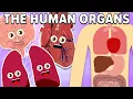 The Basic Human Organs KLT
