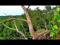 Little Miami Conservancy Bald Eagle Nest Live Camera