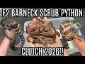 Barneck Scrub Python Clutch Second Generation Captive Bred