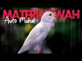 Download Lagu AUTO MAHAL - MASTERAN KENARI ISIAN CIBLEK PRENJAK GLATIK WATU