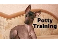 How To Potty Train A Xolo Puppy - Xoloitzcuintli House Training Tips