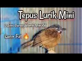 Download Lagu 2 Jenis Suara Burung Tepus Lurik Mini Gacor Wambi Mini KW Gacor, Cocok pancingan Pikat Ampuh