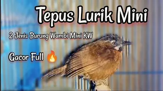 Download 2 Jenis Suara Burung Tepus Lurik Mini Gacor Wambi Mini KW Gacor, Cocok pancingan Pikat Ampuh MP3